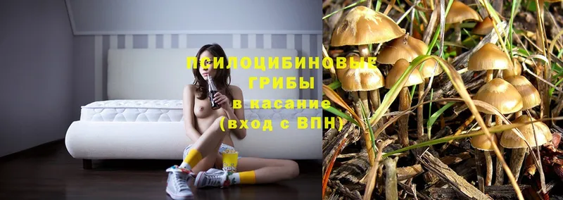 Галлюциногенные грибы Magic Shrooms  Печора 